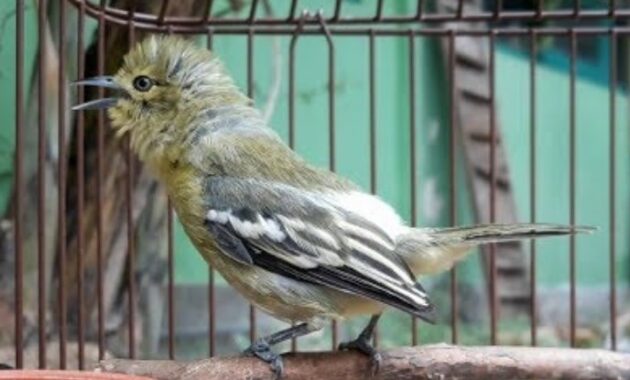 cara-merawat-burung-sirtu