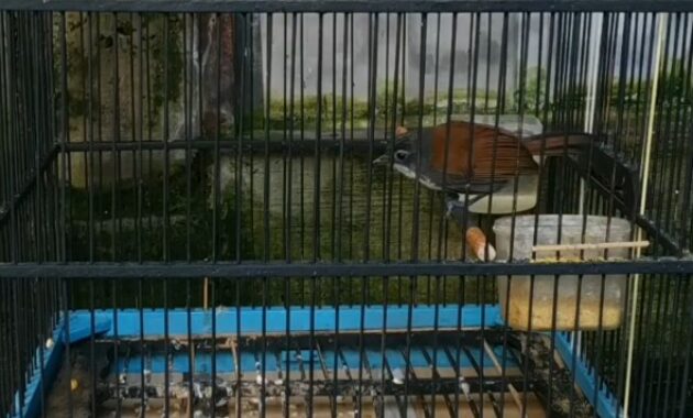 cara-merawat-burung-sniper