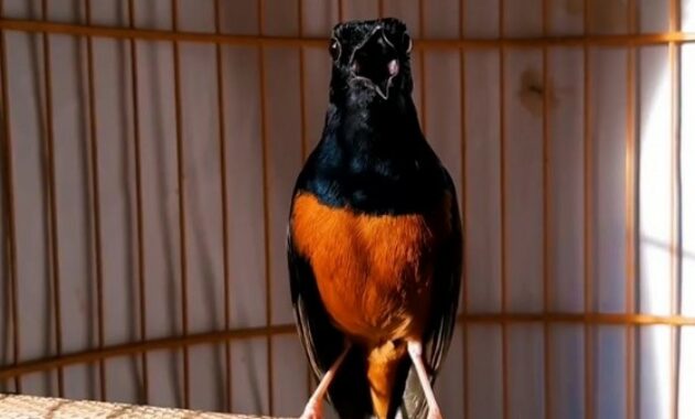 cara-merawat-murai-batu-tipe-dingin