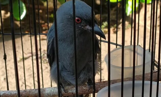 cek-harga-burung-srigunting