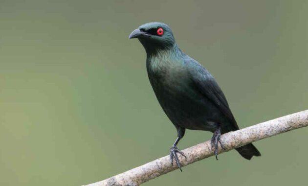 download-suara-burung-cucak-keling-gacor