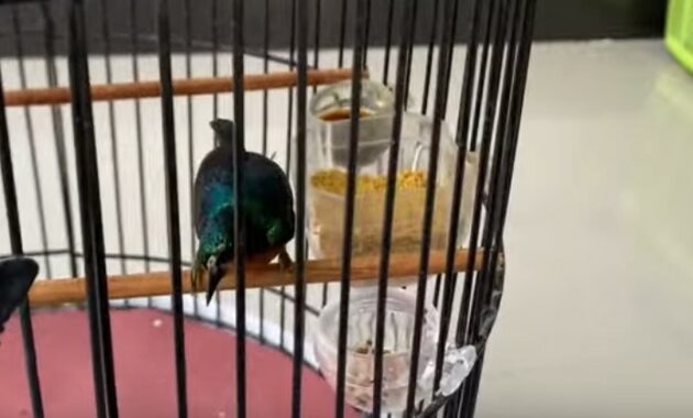 gambar-burung-kolibri-wulung