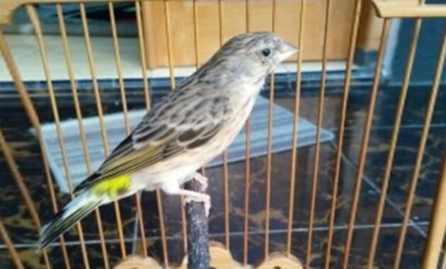 harga-burung-blackthroat