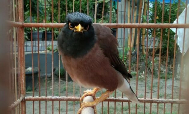 harga-burung-jalak-nias