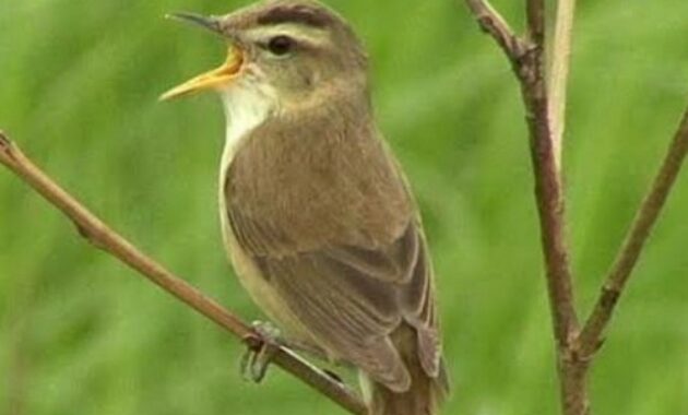 harga-burung-kerak-basi-gacor