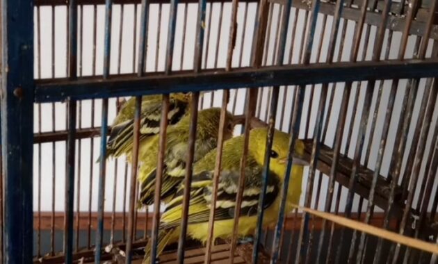 harga-burung-sirtu-bahan