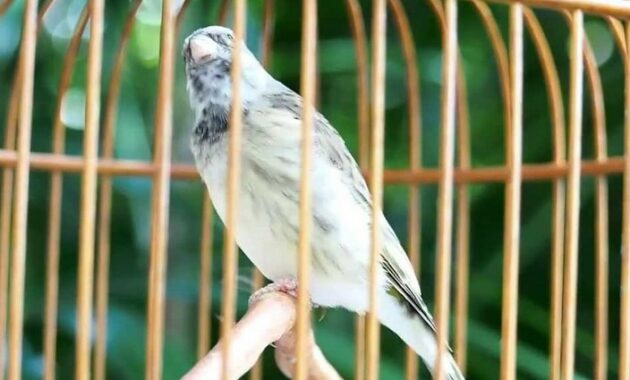 makanan-burung-blackthroat