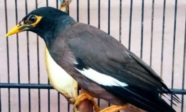 makanan-burung-jalak-nias-agar-cepat-gacor