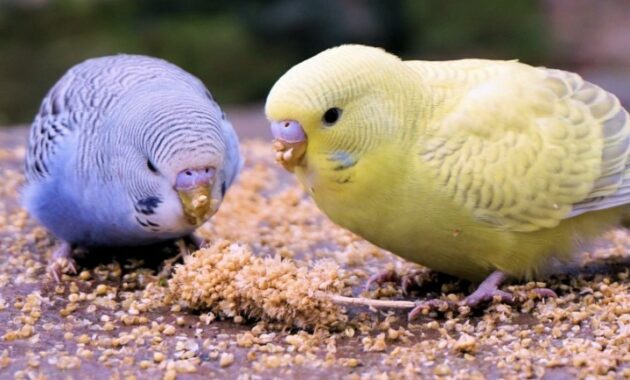 makanan-burung-parkit-supaya-gacor