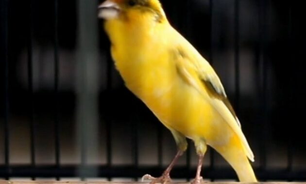 tips-perawatan-kenari-mabung