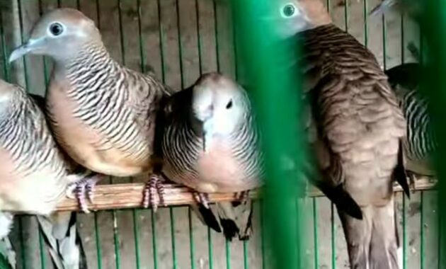 cara-memilih-perkutut-katuranggan