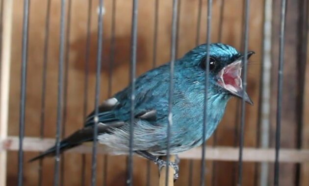 cara-merawat-burung-selendang-biru
