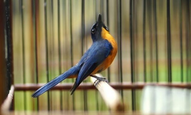 cara-merawat-burung-tledekan-gunung