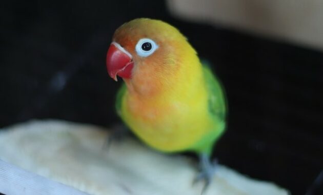 cara-merawat-lovebird-mabung