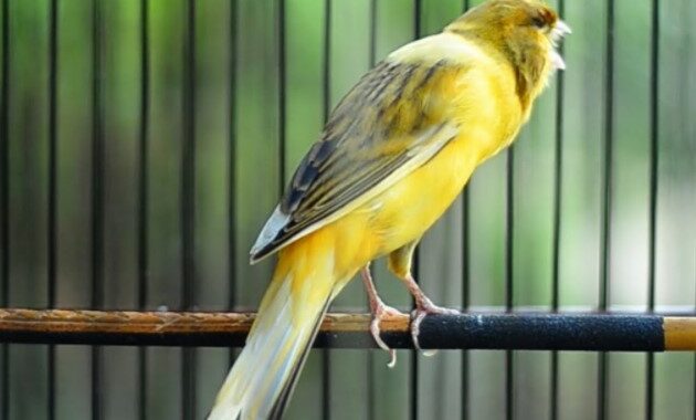 ciri-ciri-kenari-prospek-gantangan