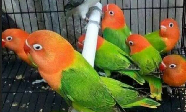 ciri-lovebird-biola-asli