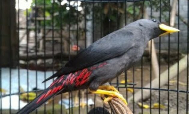 harga-burung-jalak-rio-rio