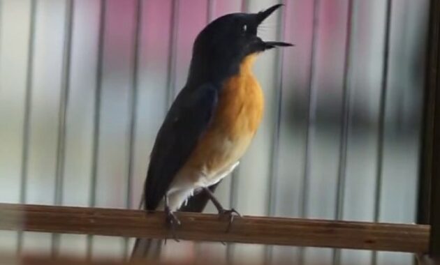 harga-burung-tledekan-gacor