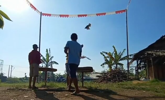 jamu-agar-merpati-turun-kencang