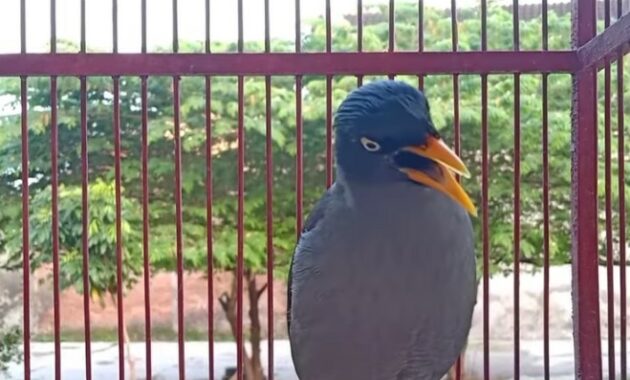 jenis-burung-jalak-kebo