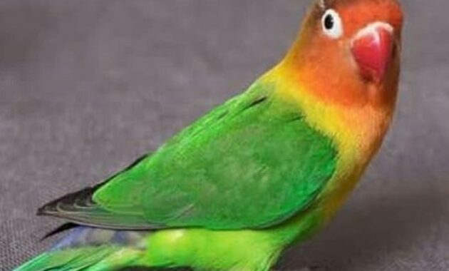 lovebird-biola-green