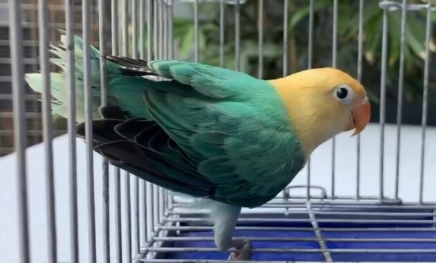 lovebird-parblue