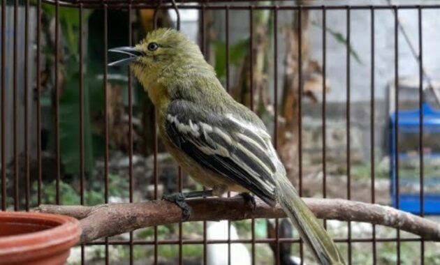 makanan-favorit-burung-sirtu