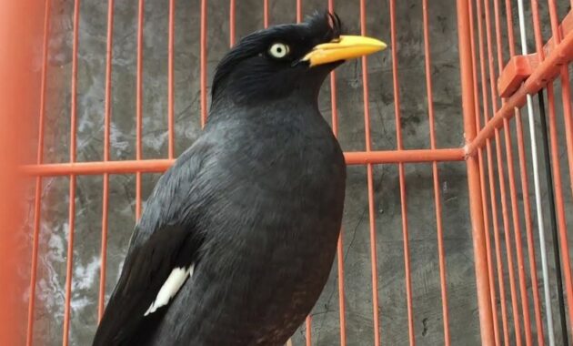 makanan-untuk-burung-jalak-kebo