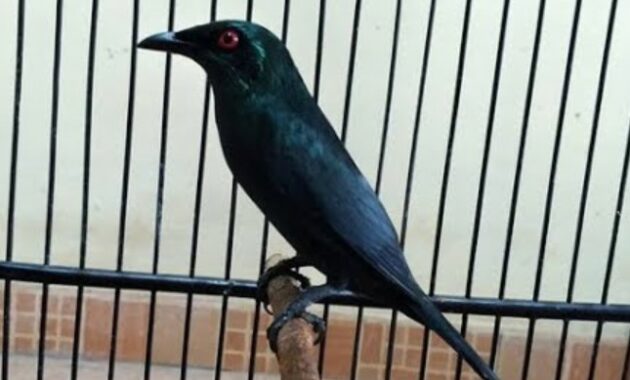 mitos-burung-cucak-keling