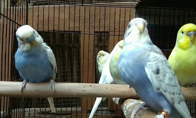 pasaran-harga-burung-parkit