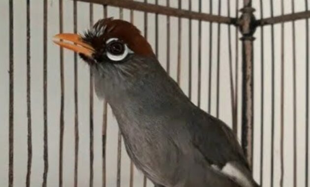 pasaran-harga-burung-poksay-mandarin