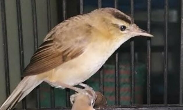 suara-burung-kerak-basi