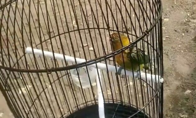 vitamin-untuk-lovebird-biar-gacor