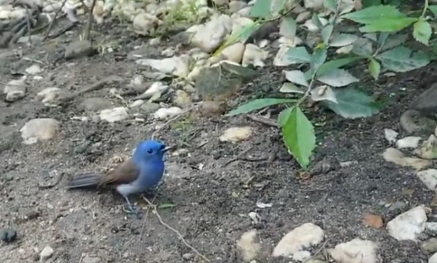 burung-kehicap-ranting