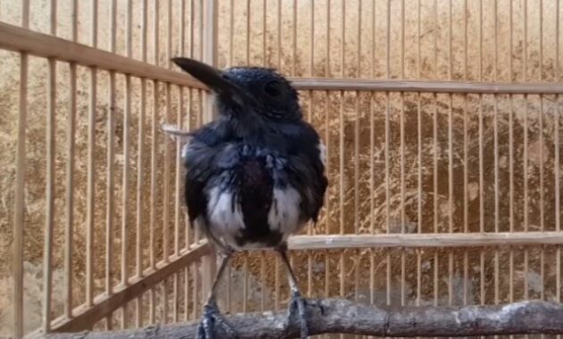 burung-mabung-di-embunkan
