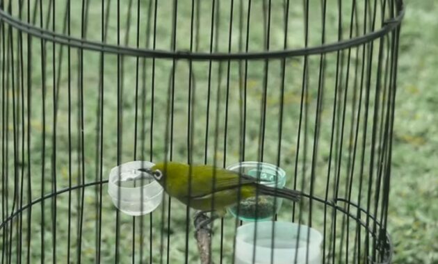 cara-membuat-pleci-ngeriwik-jadi-ngeplong