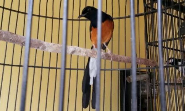 cara-mengatasi-murai-macet-bunyi