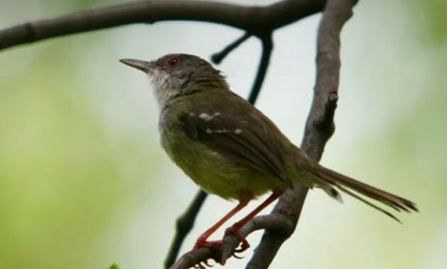 cara-menjinakkan-burung-ciblek