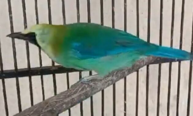 cara-merawat-burung-cucak-ranting