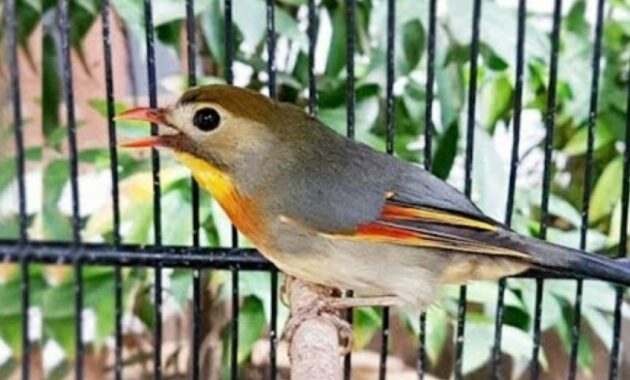 cara-merawat-burung-robin