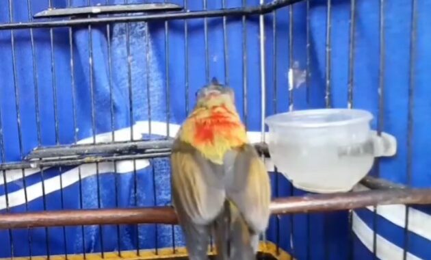 cara-merawat-kolibri-sepah-raja