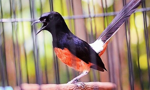 ciri-fisik-murai-batu-siap-lomba