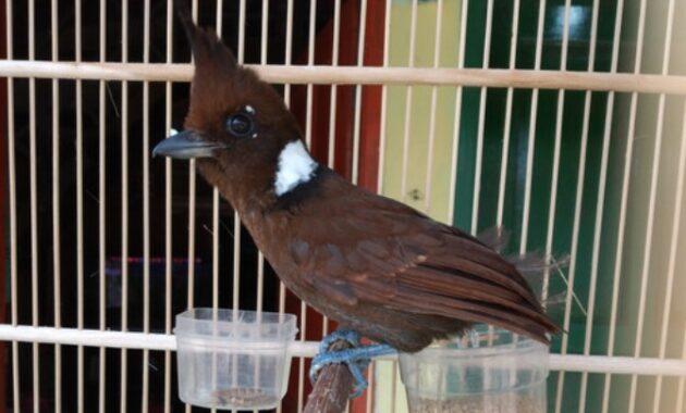 makanan-burung-cililin