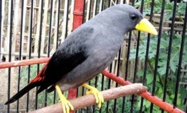 makanan-burung-rio-rio