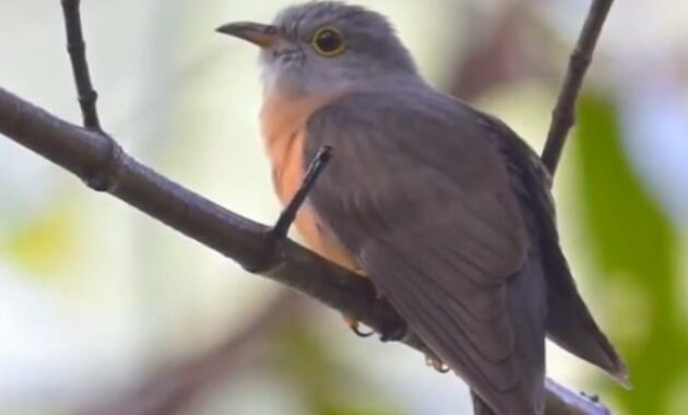 mitos-burung-kedasih