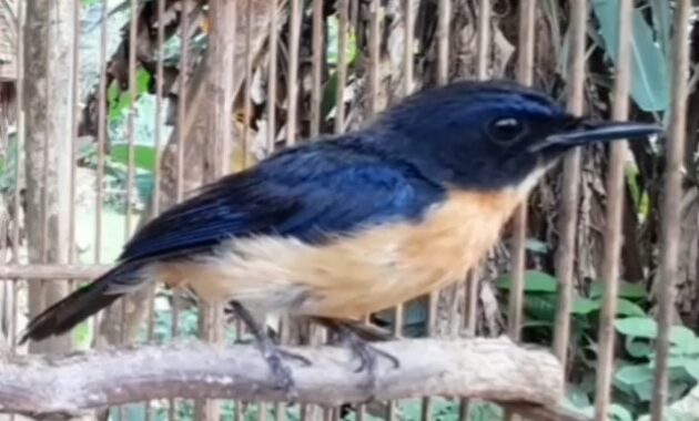 perbedaan-burung-tledekan-gunung-dan-bakau