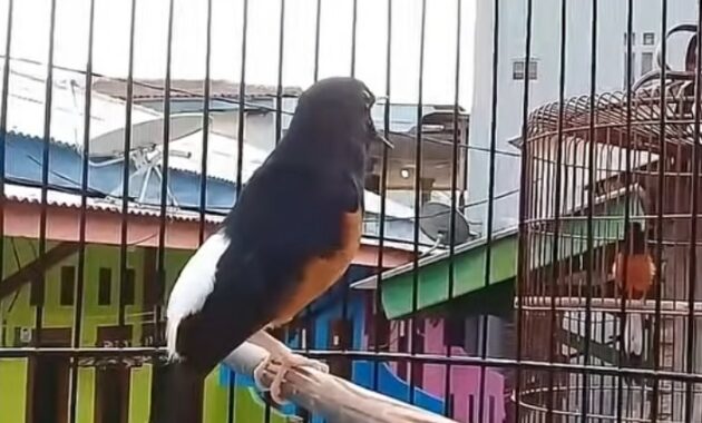 suara-isian-murai-batu-yang-bagus