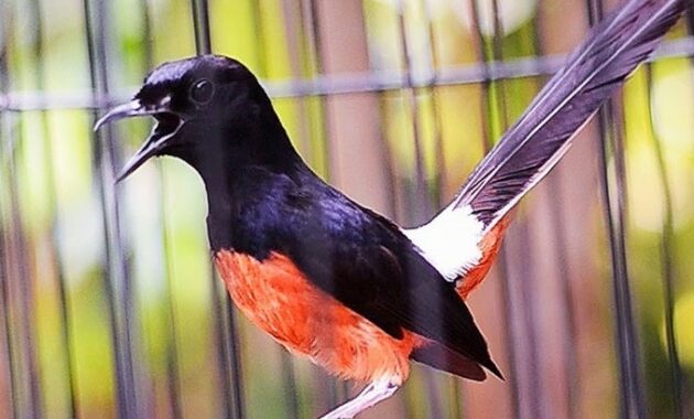 burung-yang-tidak-boleh-dekat-dengan-murai-batu