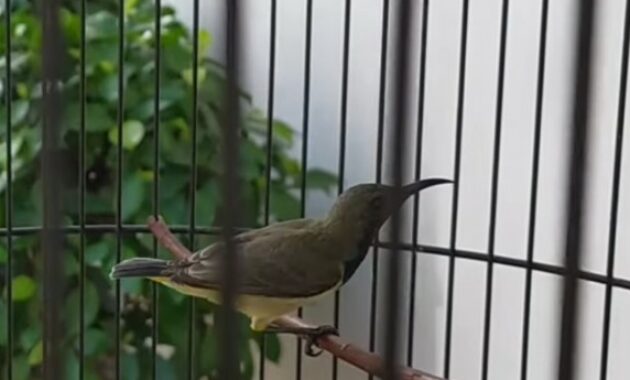 cara-menaikan-birahi-sogok-ontong