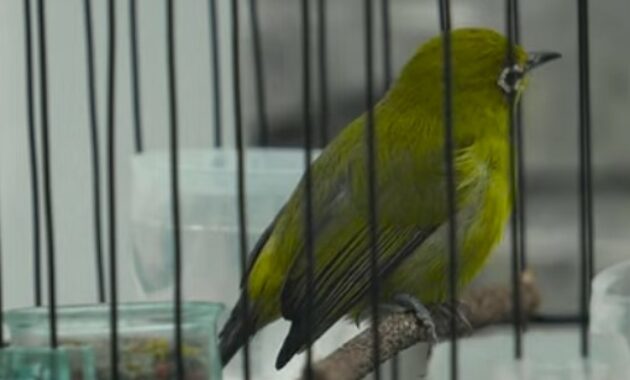 cara-meningkatkan-birahi-burung-pleci